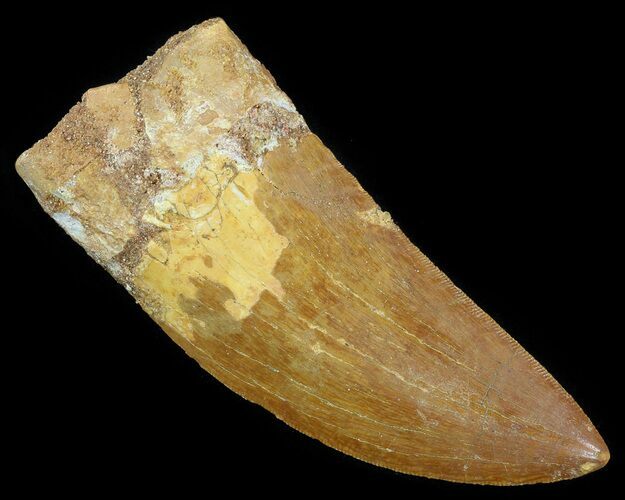Serrated Carcharodontosaurus Tooth - Large Tooth #52460